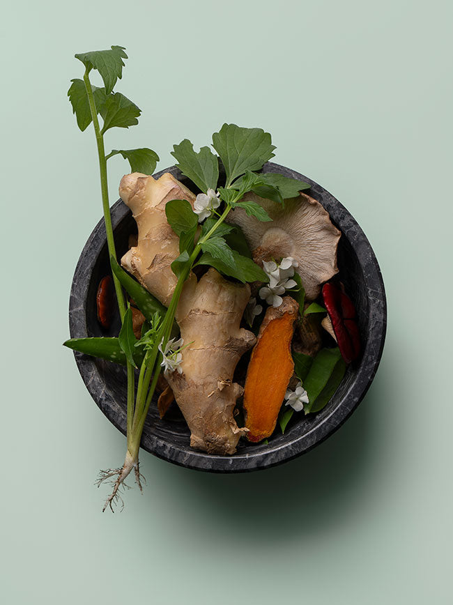 Holistic gut tincture for dogs with Reishi, Boswellia, and Curcuma and ginger