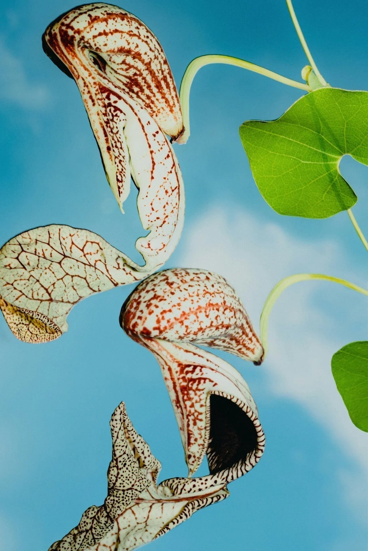 Fermentation culture producing Vitamin K2 (MK-7) used in Depuravita supplements.