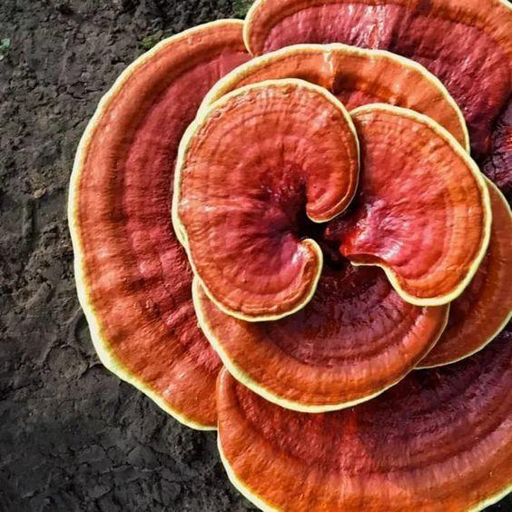 Harnessing the Power of Adaptogenic Mushrooms - Depuravita
