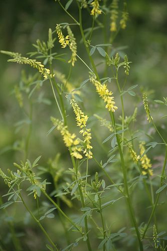 Hippocrates used sweet clover to treat skin ulcers, while Dioscorides described it as anti-edematous in the 1st century CE