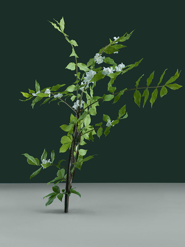 boswellia serrata for dog articulation