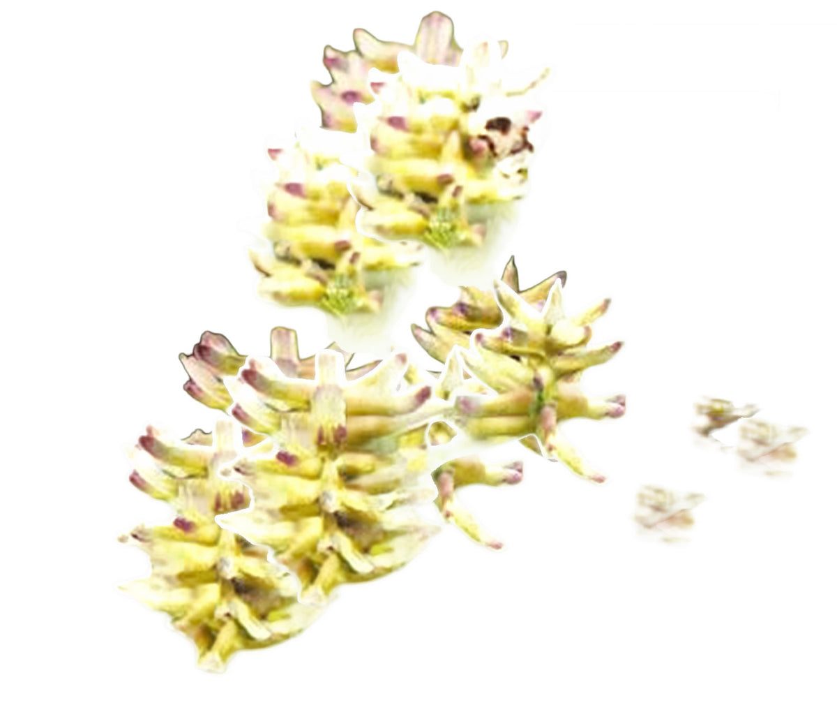 Four clusters of small pale yellow and white flower buds with muted pinkish-purple tips, arranged on a plain white background.