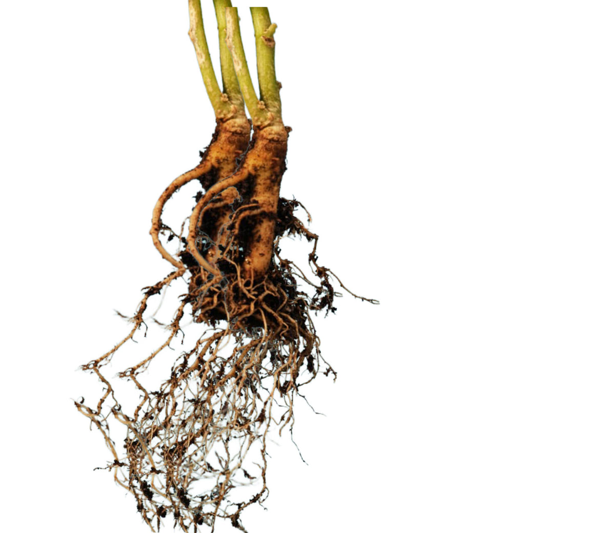 A close-up of ashwagandha plant's fibrous root system and stem bases against a plain white background.