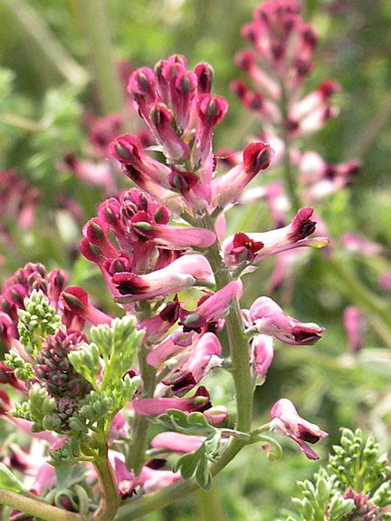 Known since antiquity and prominent in late Medieval European medicine, fumitory
was traditionally used as a digestive aid and blood purifier.
