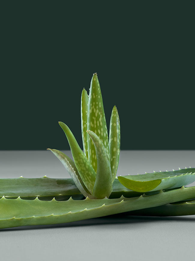 soothing aloe vera for gut lining and intestin