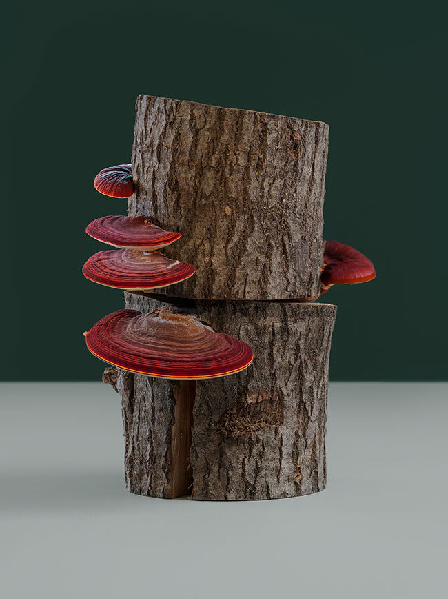 Reishi mushroom for longevity